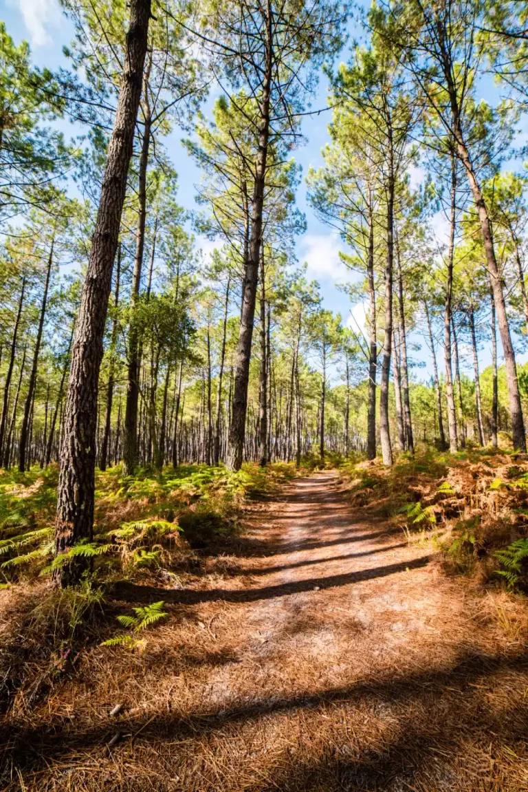 Randonnée en forêt des Landes.